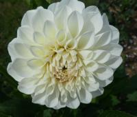 Jiřinka 'Boom Boom White' - Kulovité jiřinky (Dahlia)