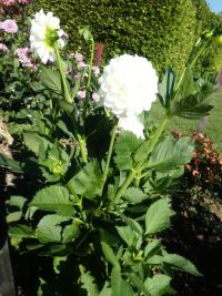 Jiřinka 'Boom Boom White' - Kulovité jiřinky (Dahlia)