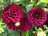 Jiřinka 'Maroon Fox' (Dahlia)