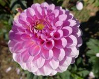 Jiřinka 'Wizard of Oz' - Kulovité jiřinky (Dahlia)