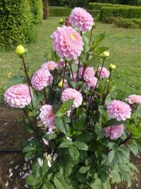 Jiřinka 'Wizard of Oz' - Kulovité jiřinky (Dahlia)