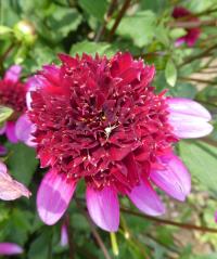 Jiřinka 'Poodle Skirt' - Anemonkovité jiřinky (Dahlia)