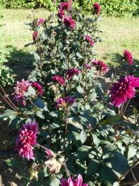 Jiřinka 'Purple Haze' - Anemonkovité jiřinky (Dahlia)