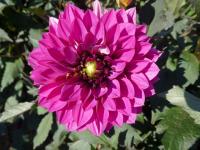 Jiřinka 'Purple Haze' - Anemonkovité jiřinky (Dahlia)