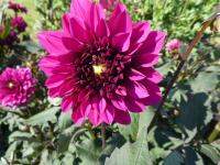 Jiřinka 'Purple Haze' - Anemonkovité jiřinky (Dahlia)
