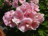 Pelargónie páskatá 'Lada F1' (Pelargonium zonale)