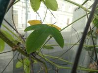 Mučenka (Passiflora amethystina)