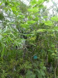 Albízie chocholatá (Paraserianthes lophantha)