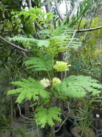 Albízie chocholatá (Paraserianthes lophantha)