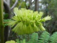 Albízie chocholatá - květ (Paraserianthes lophantha)