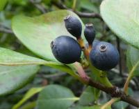 Jehlicovka okoličnatá - větévka s plody (Rhaphiolepis umbellata)