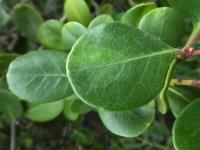 Jehlicovka okoličnatá - list (Rhaphiolepis umbellata)