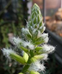 Aloe - květ (Aloe lavranosii)