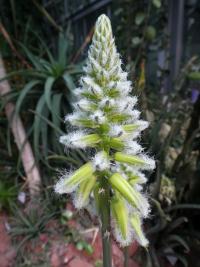 Aloe - květ (Aloe lavranosii)