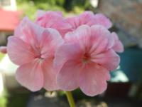 Pelargónie páskatá 'Mrs Quilter' - květ (Pelargonium zonale)