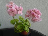 Pelargónie páskatá 'Mrs Quilter' (Pelargonium zonale)