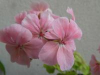 Pelargónie páskatá 'Mrs Quilter' - květ (Pelargonium zonale)