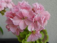Pelargónie páskatá 'Mrs Quilter' - květ (Pelargonium zonale)