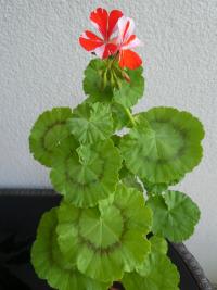 Pelargónie páskatá 'New Life' (Pelargonium zonale)