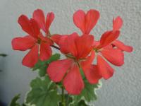 Pelargónie páskatá 'Platinum' - květ (Pelargonium zonale)