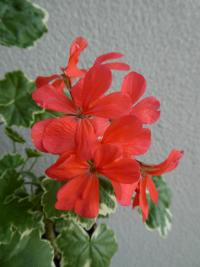 Pelargónie páskatá 'Platinum' - květ (Pelargonium zonale)