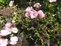 Pelargónie páskatá 'Black Velvet Appleblossom F1' (Pelargonium zonale)