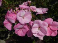 Pelargónie páskatá 'Black Velvet Appleblossom F1' - květ (Pelargonium zonale)