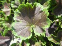 Pelargónie páskatá 'Black Velvet Appleblossom F1' - list (Pelargonium zonale)