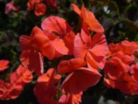 Pelargónie páskatá 'Black Velvet Coral F1' - květ (Pelargonium zonale)