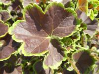 Pelargónie páskatá 'Black Velvet Coral F1' - list (Pelargonium zonale)