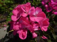 Pelargónie páskatá 'Black Velvet Rose F1' - květ (Pelargonium zonale)