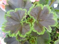Pelargónie páskatá 'Black Velvet Salmon F1' - list (Pelargonium zonale)