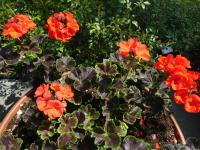 Pelargónie páskatá 'Black Velvet Scarlet F1' (Pelargonium zonale)