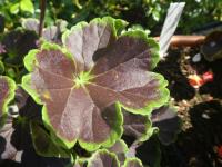 Pelargónie páskatá 'Black Velvet Scarlet F1' - list (Pelargonium zonale)