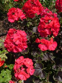 Pelargónie páskatá 'Black Velvet Violet F1' (Pelargonium zonale)