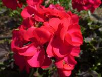 Pelargónie páskatá 'Black Velvet Violet F1' - květ (Pelargonium zonale)