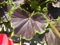Pelargónie páskatá 'Black Velvet Violet F1' - list (Pelargonium zonale)
