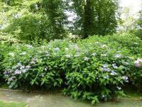 Hortenzie - zámecký park Hluboká nVlt (Hydrangea)