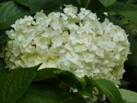 Hortenzie (Hydrangea)