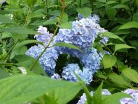 Hortenzie (Hydrangea)