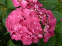 Hortenzie (Hydrangea)