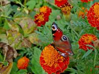 Aksamitník a motýl (Tagetes)