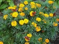 Aksamitník a motýli