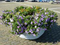 Květinová výzdoba na náměstí