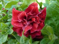 Květinová výzdoba na náměstí