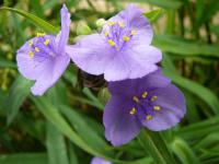 Podeňka Andersonova (Tradescantia andersoniana)
