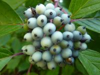 Svída bílá (Cornus alba)