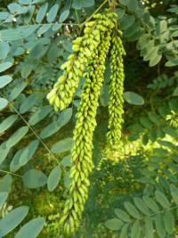 Netvařec křovitý (Amorpha fruticosa)