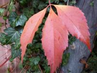 Přísavník (Parthenocissus)