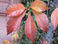 Přísavník (Parthenocissus)